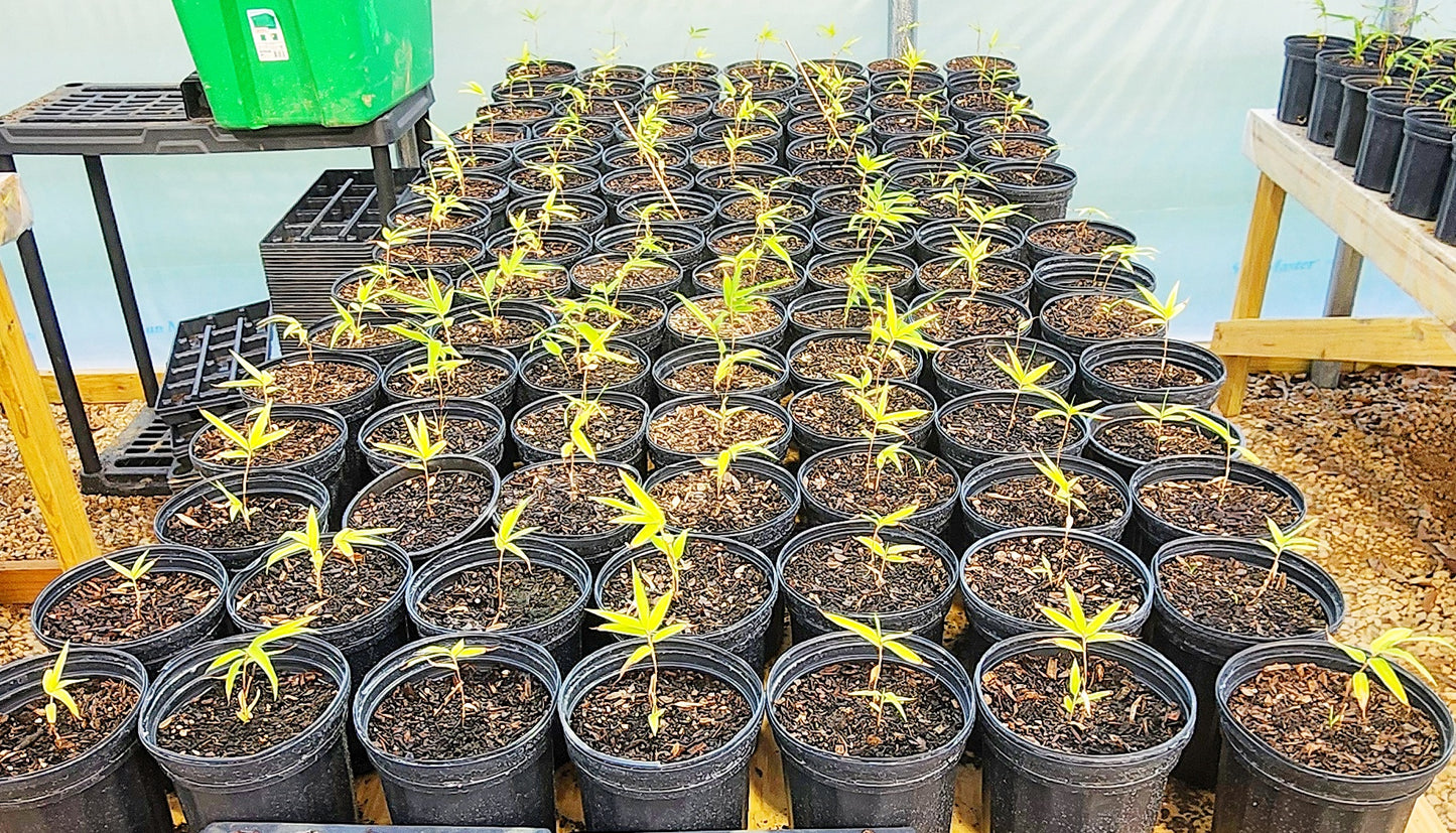 Moso Bamboo (Juveniles)