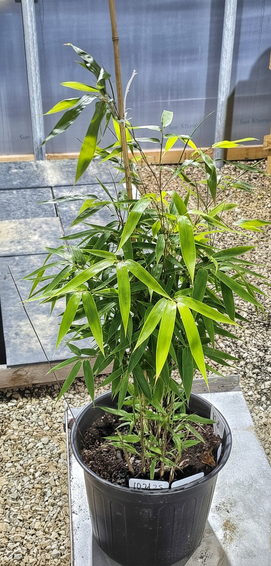 Moso Bamboo  (3 Gallon)
