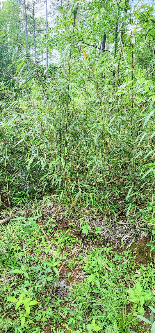 Rivercane / Switchcane