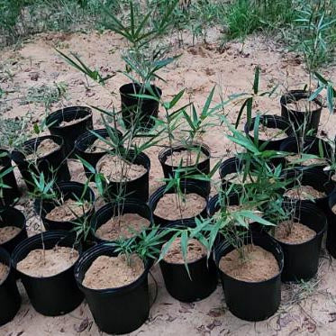 Macon Bamboo Seedlings (Less than 1 foot)