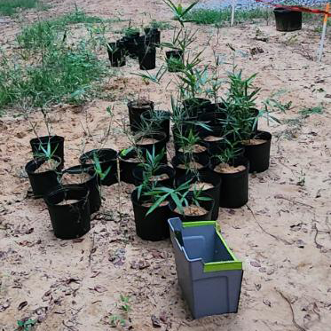 Macon Bamboo Juveniles (Less than 3 feet)